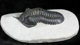 HUGE Morocconites Trilobite - Exceptional Specimen #27778-4